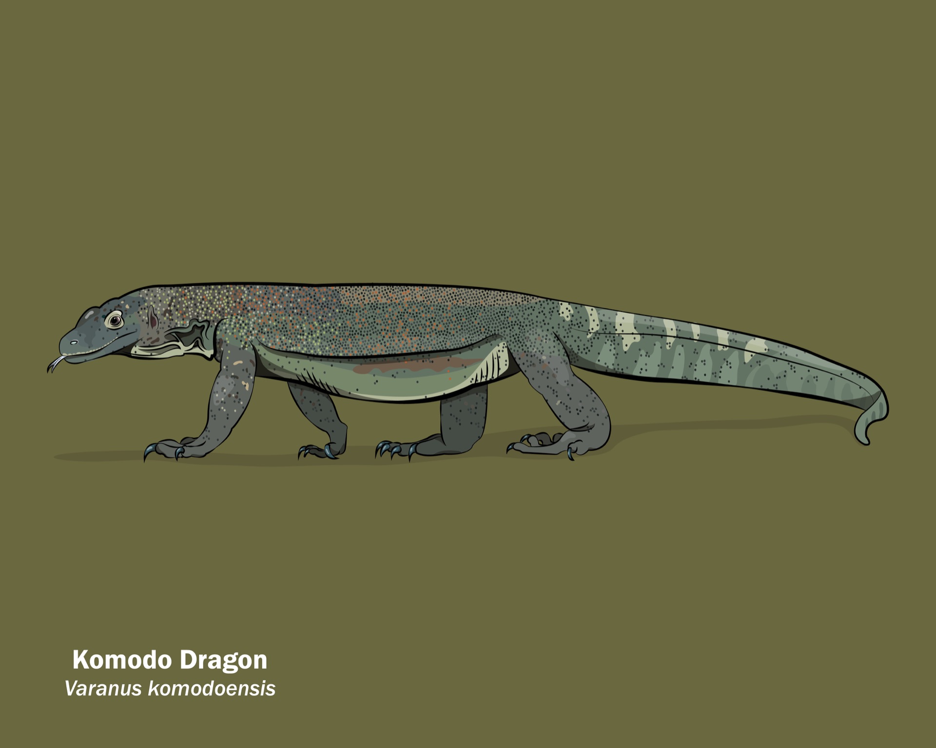 Komodo Dragon